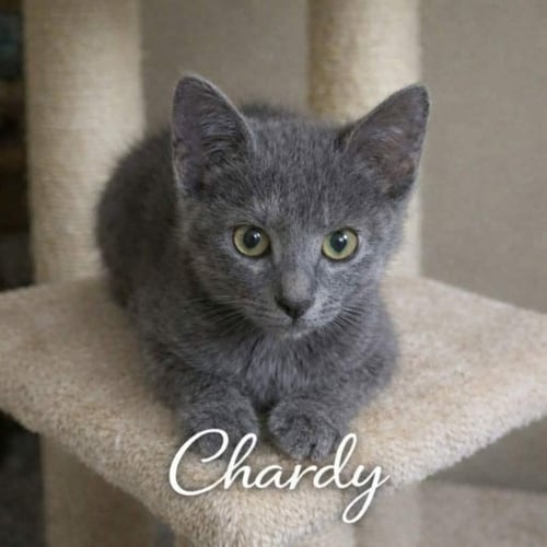 CHARDY - Domestic Short Hair / Dilute Tortoiseshell available for adoption