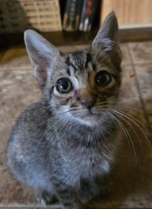 JOSHUA GRAHAM - Domestic Short Hair / Tabby available for adoption