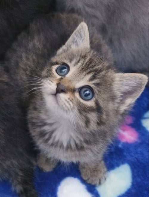 LAGUNA - Tabby / Domestic Short Hair available for adoption