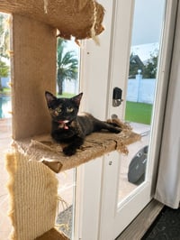 Cumin - Photo 1