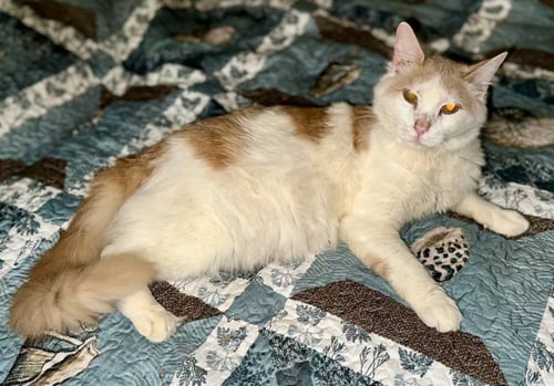 RON PERLMAN - Tabby available for adoption