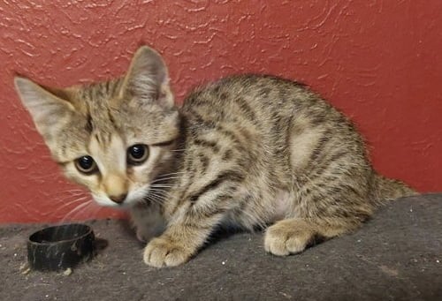 EVANGELINE - Domestic Short Hair / Tabby available for adoption