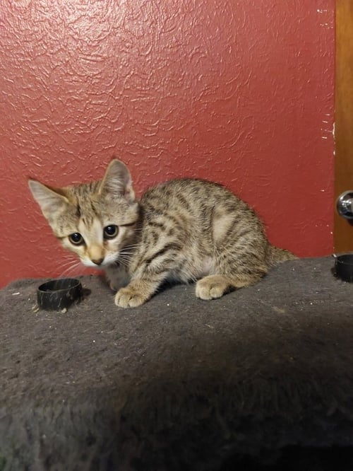 EVANGELINE - Domestic Short Hair / Tabby available for adoption