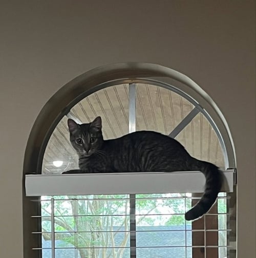 LITTLE GIRL - Tabby / Domestic Short Hair available for adoption
