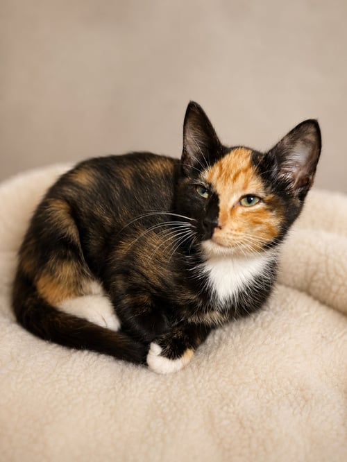BABY LILY