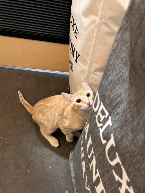 BEANS - Domestic Short Hair available for adoption