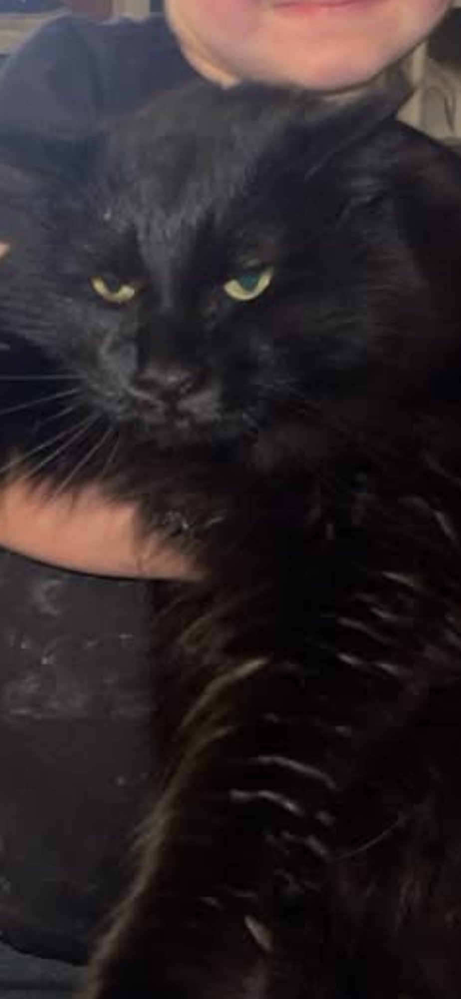 MIMOSA - Domestic Short Hair available for adoption