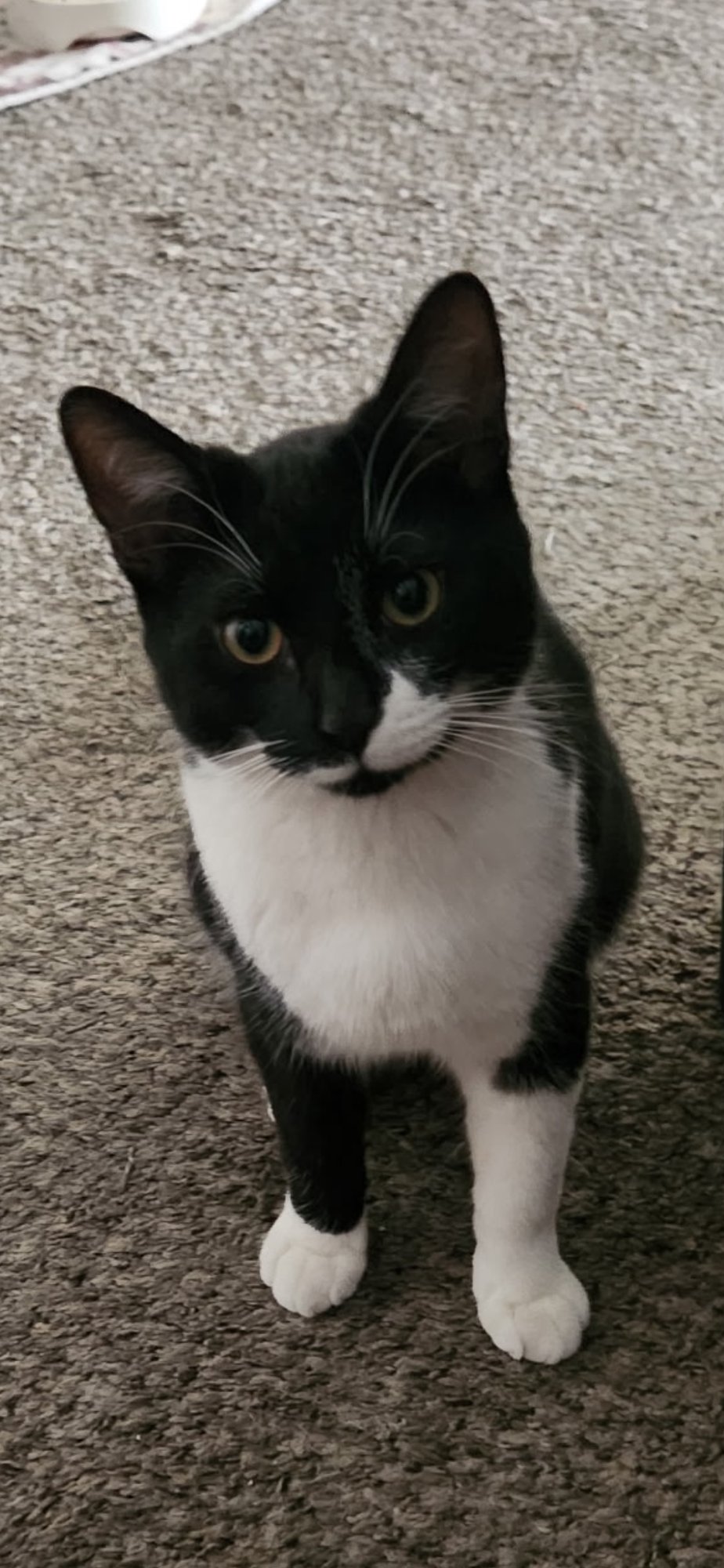 BENTO - Domestic Short Hair for adoption in Mesa