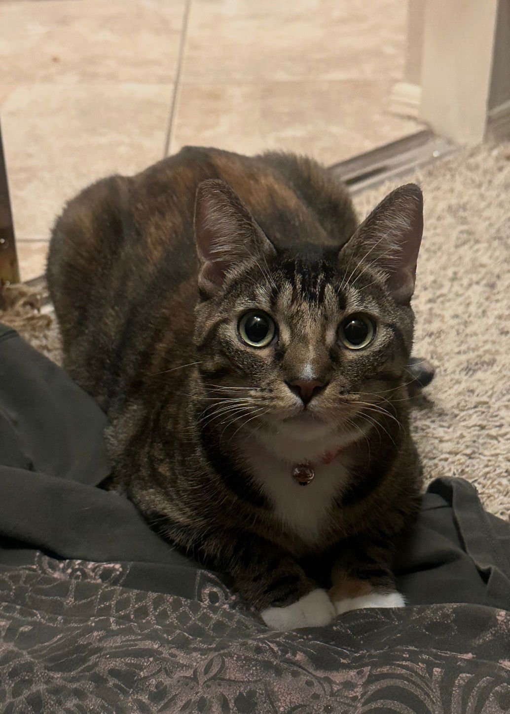 GG - Domestic Short Hair for adoption in Mesa