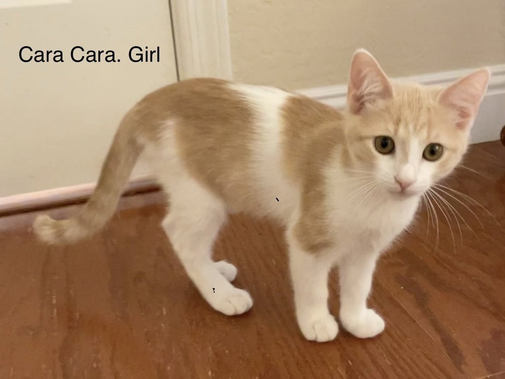 Cara Cara Image