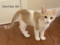 Cara Cara - Photo 1