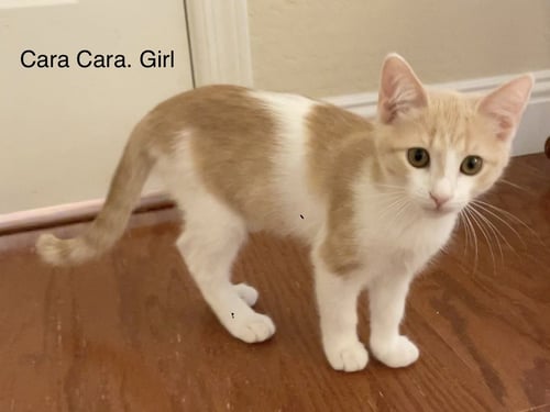 CARA CARA - Domestic Short Hair for adoption in Mesa