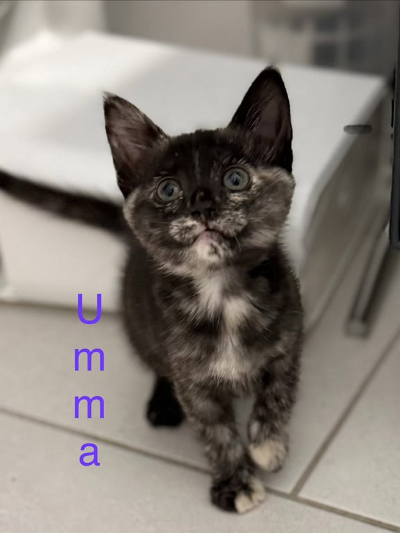 Umma Image