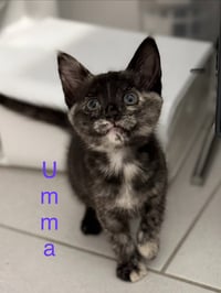 Umma - Photo 1