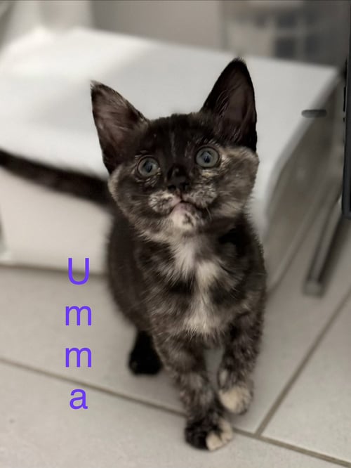 UMMA - Domestic Short Hair for adoption in Mesa