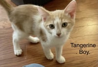 Tangerine - Photo 1