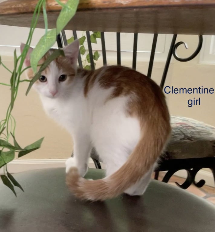 Clementine Image