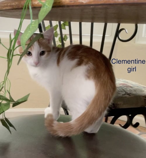 CLEMENTINE - Domestic Short Hair for adoption in Mesa