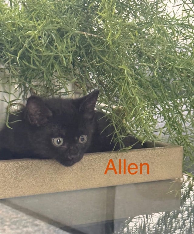 Allen Image