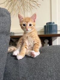 Mango - Photo 1