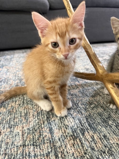MANGO - Domestic Short Hair available for adoption