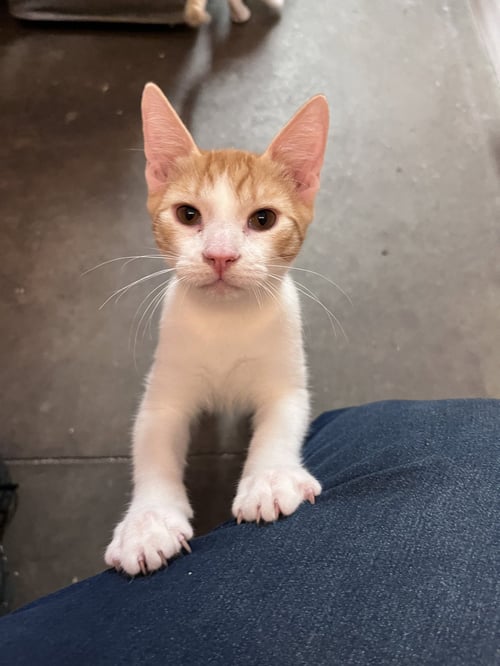 TIGER - Domestic Short Hair for adoption in Scottsdale