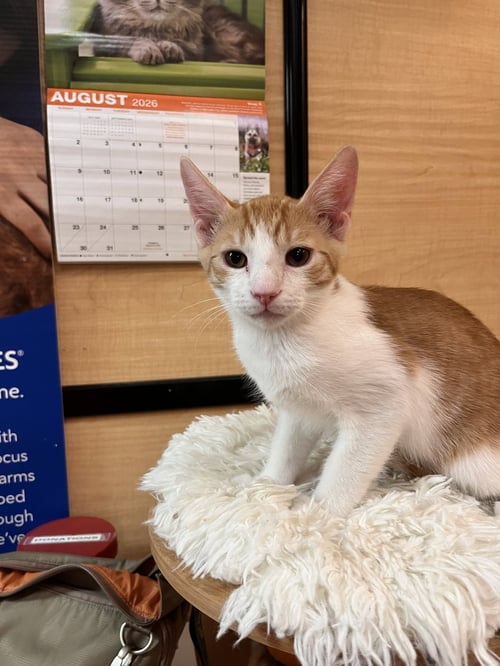 TIGER - Domestic Short Hair for adoption in Scottsdale