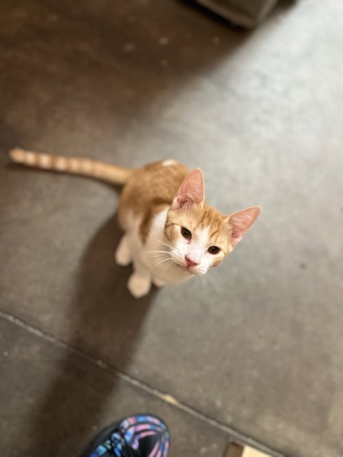 TIGER - Domestic Short Hair available for adoption