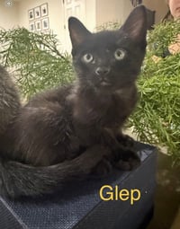 Glep - Photo 1