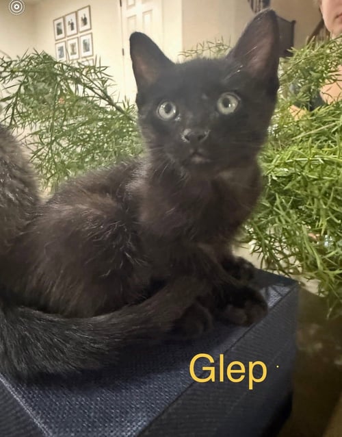 GLEP - Domestic Short Hair for adoption in Mesa