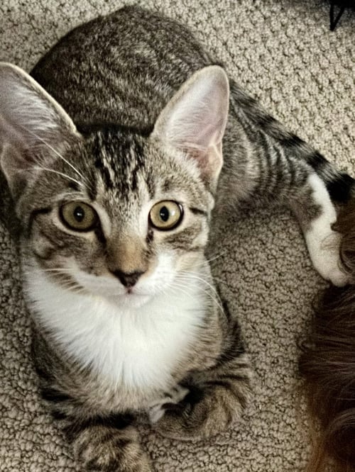 ROMEO STAR - Domestic Short Hair available for adoption