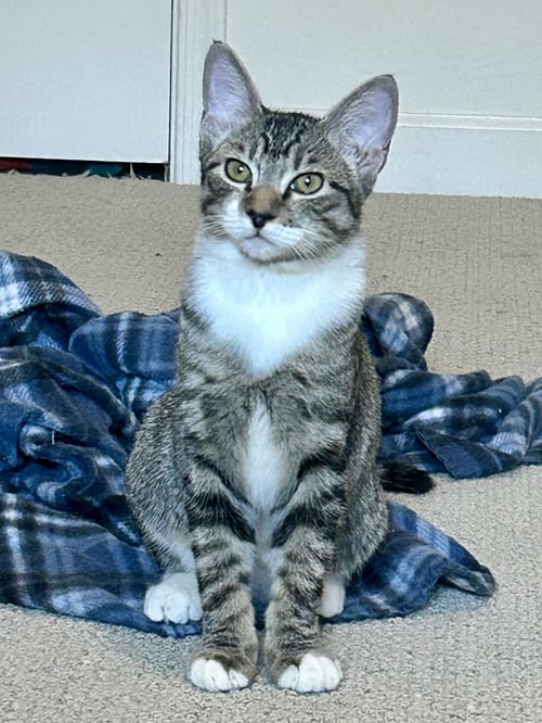 ROMEO STAR - Domestic Short Hair for adoption in Scottsdale
