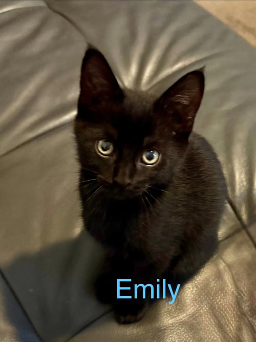 EMILY