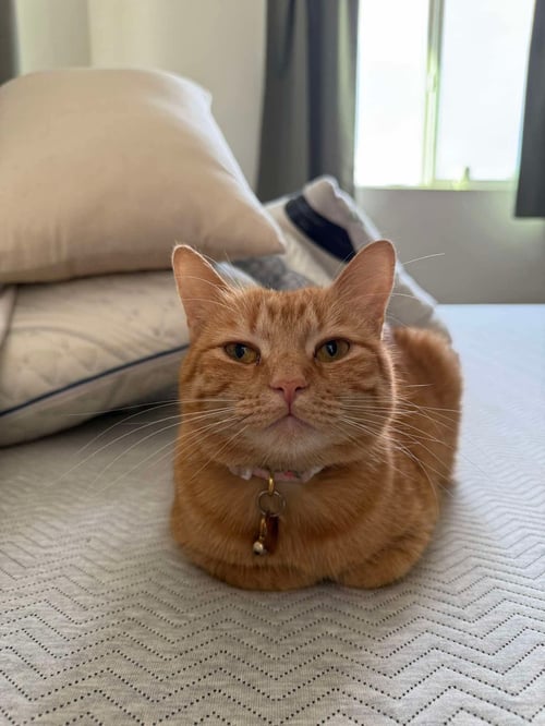 POPPY - Domestic Short Hair for adoption in Scottsdale