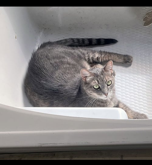 MEADOW - Domestic Medium Hair for adoption in Scottsdale