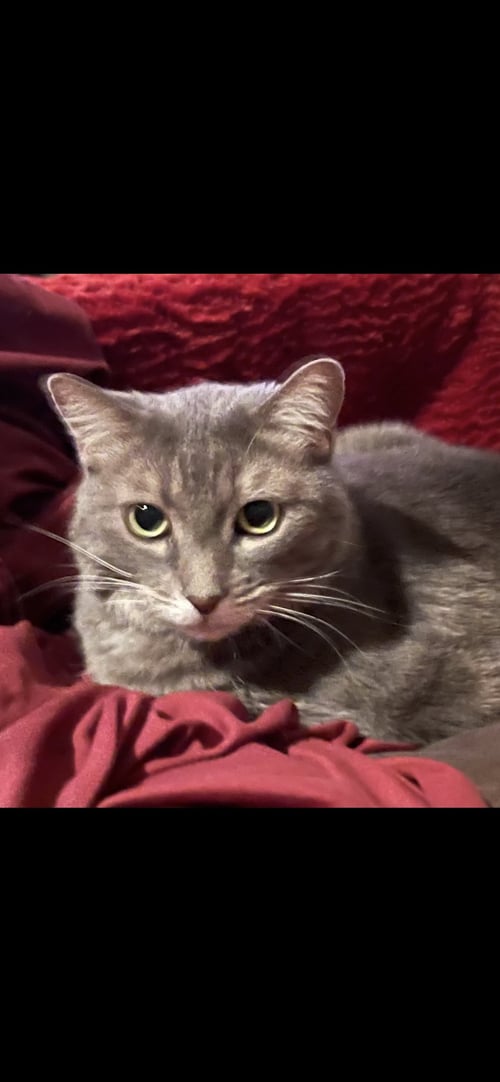 MEADOW - Domestic Medium Hair available for adoption