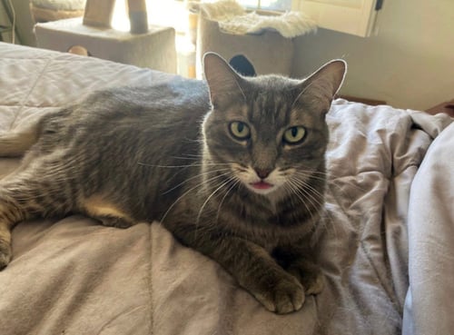 MEADOW - Domestic Medium Hair for adoption in Scottsdale