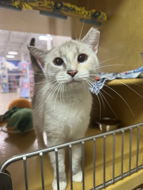 MARBLE - Siamese for adoption in Mesa