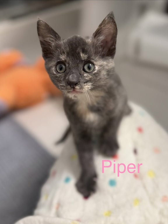 Piper Image