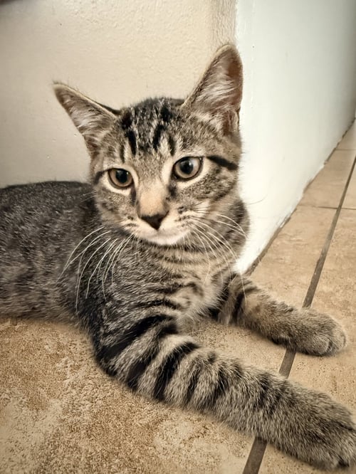 YODA - Domestic Short Hair available for adoption