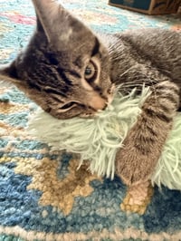 Yoda - Photo 3