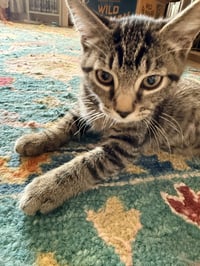 Yoda - Photo 4