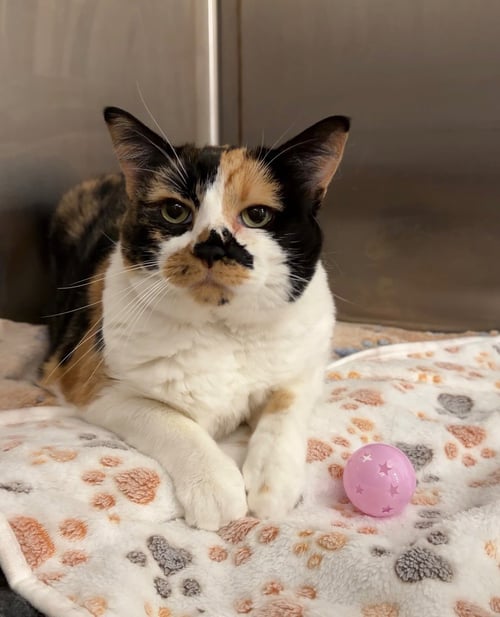 CESSNA - Domestic Short Hair for adoption in Scottsdale