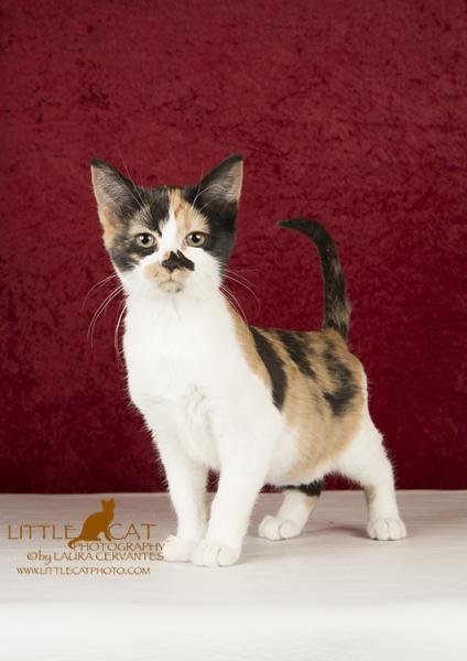 CESSNA - Domestic Short Hair available for adoption
