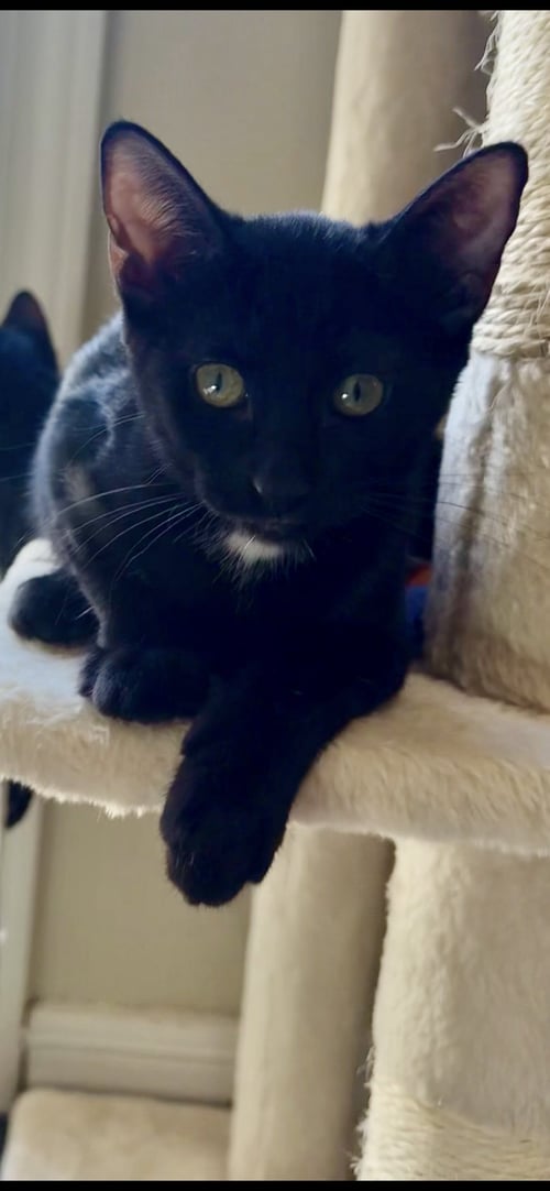 SPOT - Domestic Short Hair for adoption in Mesa