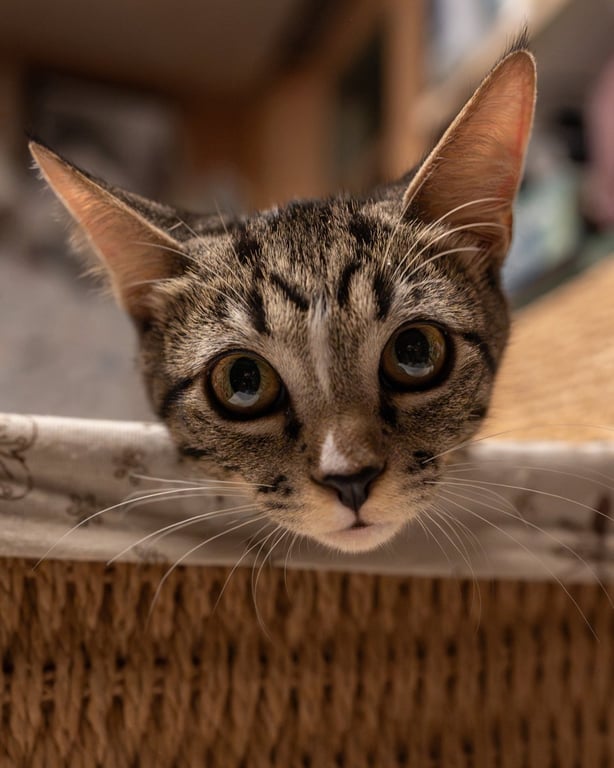 Joey Image