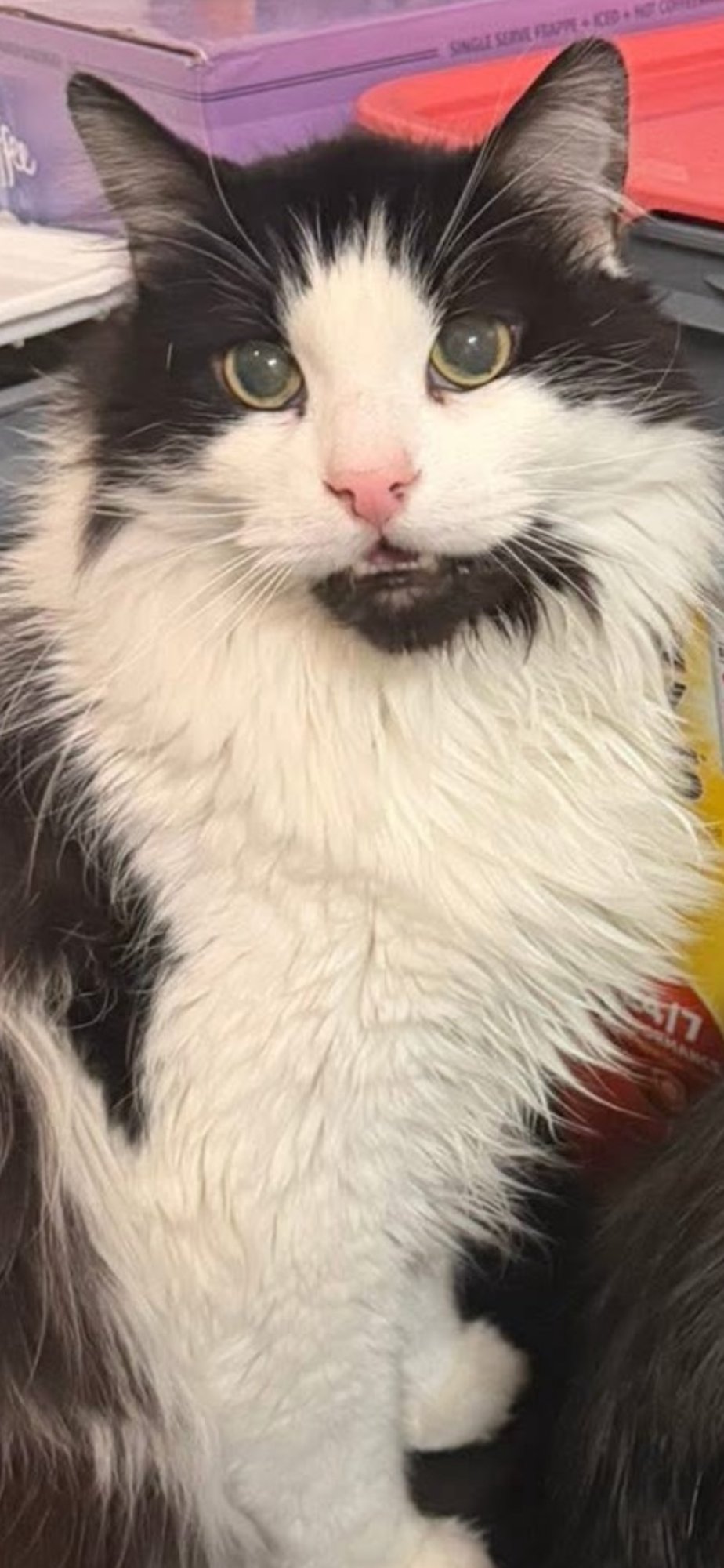 BARISTA - Domestic Medium Hair available for adoption