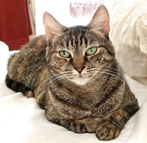 PEACOCK - Tabby for adoption in Scottsdale