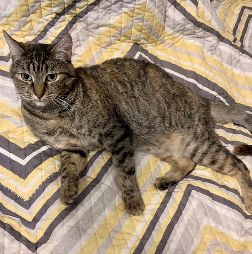 PEACOCK - Tabby available for adoption