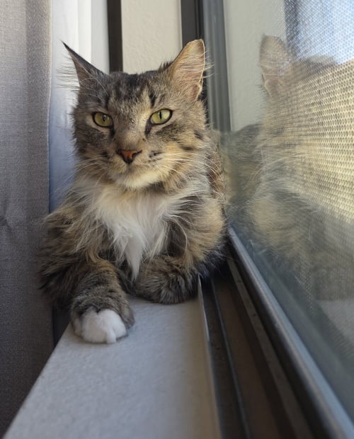 ROOKIE - Domestic Medium Hair available for adoption
